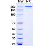 SDS-PAGE - Anti-SARS-CoV-2 Spike Protein RBD Antibody [BD55-5514] Biosimilar - BSA and Azide free (A340426) - Antibodies.com