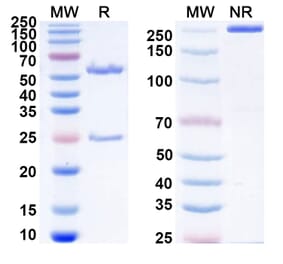SDS-PAGE - Anti-PSMA Antibody [MT112] Biosimilar - BSA and Azide free (A340433) - Antibodies.com
