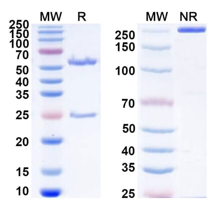 SDS-PAGE - Anti-PSMA Antibody [MT112] Biosimilar - BSA and Azide free (A340433) - Antibodies.com