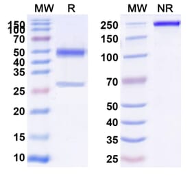 SDS-PAGE - Anti-CD39 Antibody [SRF36] Biosimilar - BSA and Azide free (A340436) - Antibodies.com