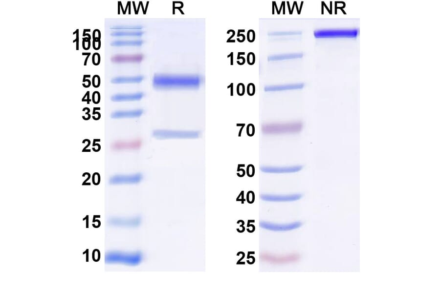 SDS-PAGE - Anti-CD39 Antibody [SRF36] Biosimilar - BSA and Azide free (A340436) - Antibodies.com