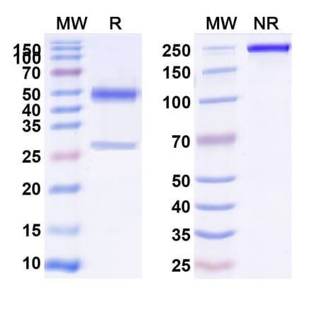 SDS-PAGE - Anti-CD39 Antibody [SRF36] Biosimilar - BSA and Azide free (A340436) - Antibodies.com