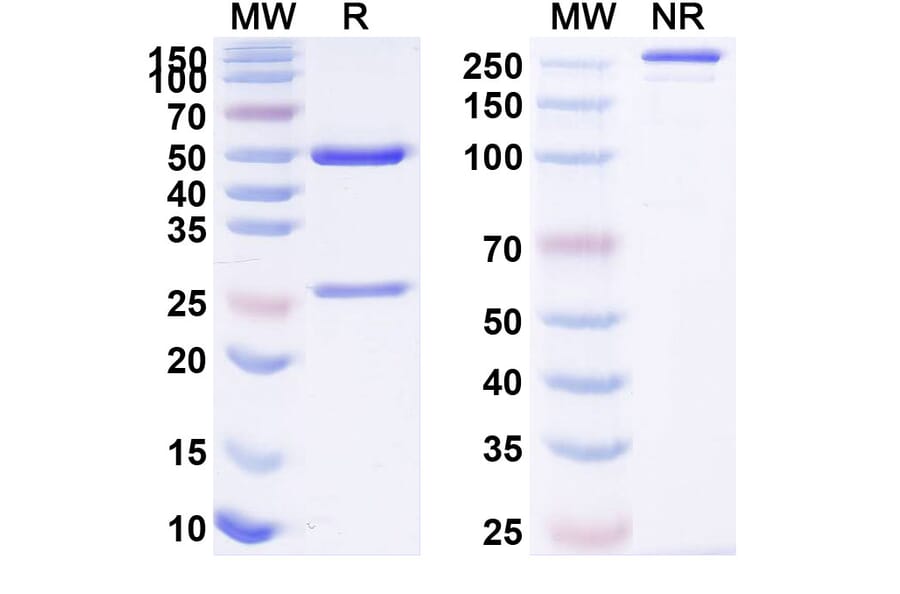 SDS-PAGE - Anti-SARS-CoV-2 Spike Protein RBD Antibody [H14] Biosimilar - BSA and Azide free (A340437) - Antibodies.com