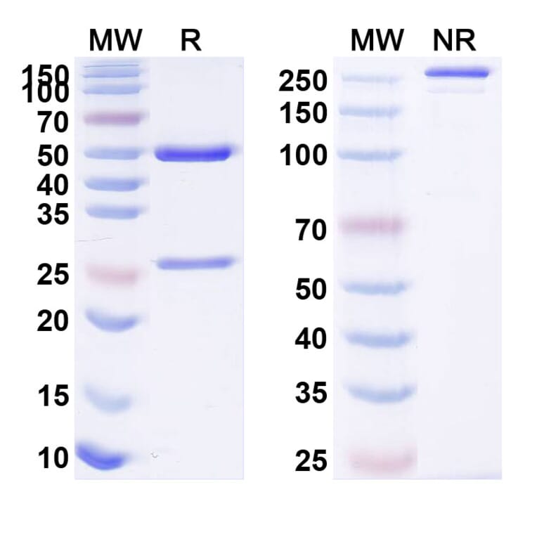 SDS-PAGE - Anti-SARS-CoV-2 Spike Protein RBD Antibody [H14] Biosimilar - BSA and Azide free (A340437) - Antibodies.com