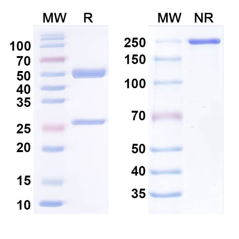 SDS-PAGE - Anti-SARS-CoV-2 Spike Protein RBD Antibody [BG1-19] Biosimilar - BSA and Azide free (A340441) - Antibodies.com