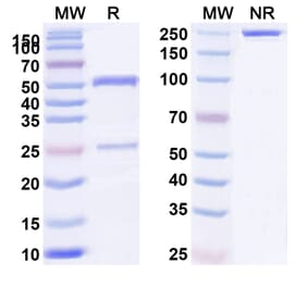 SDS-PAGE - Anti-TL1A Antibody [TEV-48574] Biosimilar - BSA and Azide free (A340442) - Antibodies.com