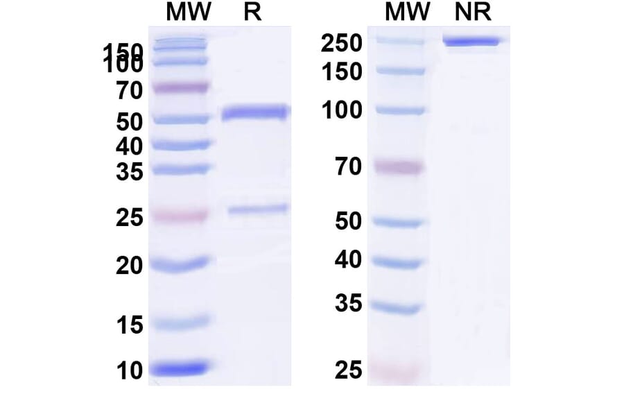 SDS-PAGE - Anti-TL1A Antibody [TEV-48574] Biosimilar - BSA and Azide free (A340442) - Antibodies.com