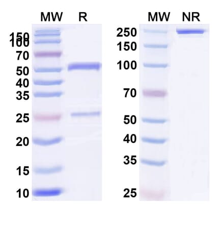SDS-PAGE - Anti-TL1A Antibody [TEV-48574] Biosimilar - BSA and Azide free (A340442) - Antibodies.com