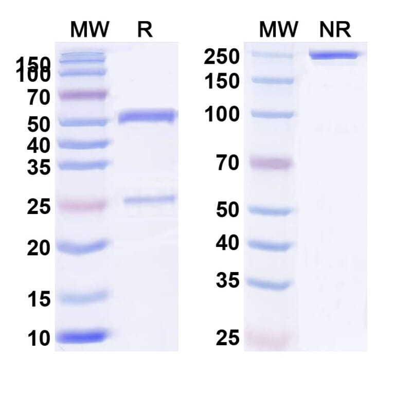 SDS-PAGE - Anti-TL1A Antibody [TEV-48574] Biosimilar - BSA and Azide free (A340442) - Antibodies.com