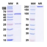 SDS-PAGE - Anti-TL1A Antibody [TEV-48574] Biosimilar - BSA and Azide free (A340442) - Antibodies.com