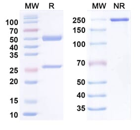 SDS-PAGE - Anti-TREM2 Antibody [PY314] Biosimilar - BSA and Azide free (A340445) - Antibodies.com