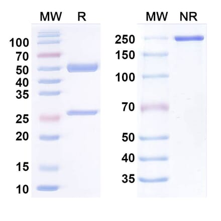 SDS-PAGE - Anti-TREM2 Antibody [PY314] Biosimilar - BSA and Azide free (A340445) - Antibodies.com