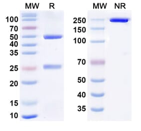 SDS-PAGE - Anti-TREM2 Antibody [VGL11] Biosimilar - BSA and Azide free (A340446) - Antibodies.com