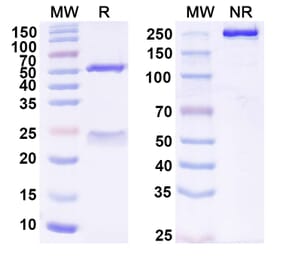 SDS-PAGE - Anti-TREM2 Antibody [DNL919] Biosimilar - BSA and Azide free (A340447) - Antibodies.com