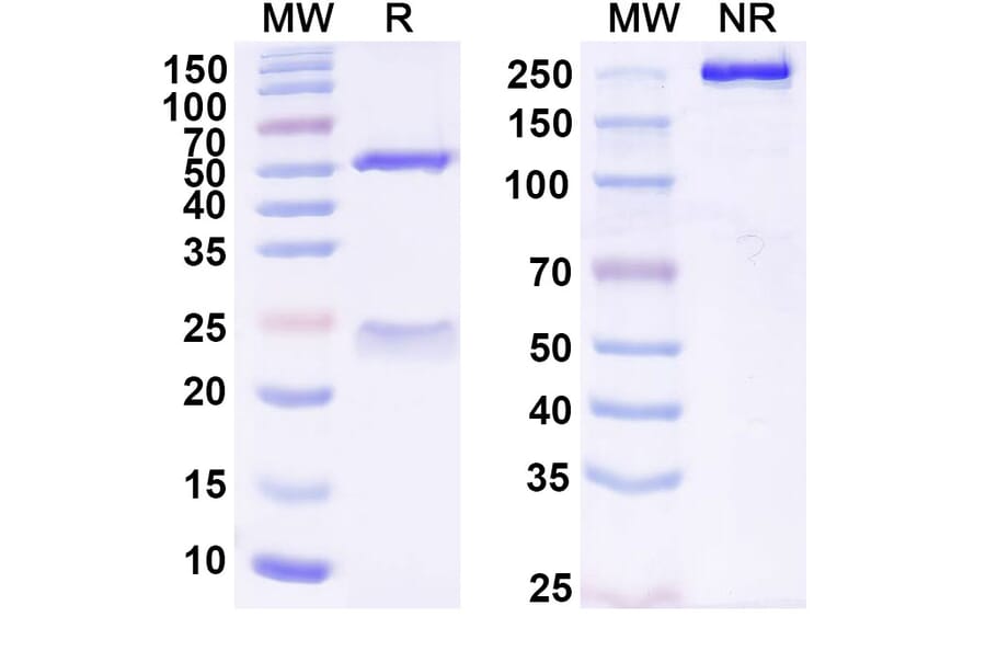 SDS-PAGE - Anti-TREM2 Antibody [DNL919] Biosimilar - BSA and Azide free (A340447) - Antibodies.com