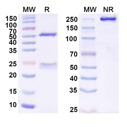 SDS-PAGE - Anti-TREM2 Antibody [DNL919] Biosimilar - BSA and Azide free (A340447) - Antibodies.com