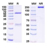 SDS-PAGE - Anti-TREM2 Antibody [DNL919] Biosimilar - BSA and Azide free (A340447) - Antibodies.com