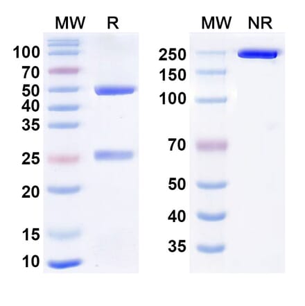 SDS-PAGE - Anti-SIRP alpha Antibody [GS 189] Biosimilar - BSA and Azide free (A340448) - Antibodies.com