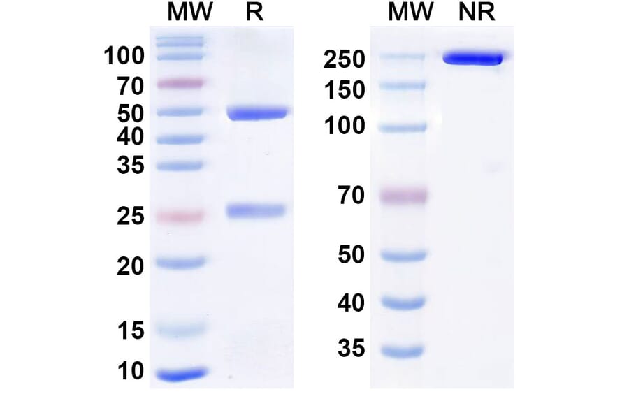 SDS-PAGE - Anti-CD73 Antibody [IPH531] Biosimilar - BSA and Azide free (A340449) - Antibodies.com