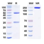 SDS-PAGE - Anti-CD73 Antibody [IPH531] Biosimilar - BSA and Azide free (A340449) - Antibodies.com