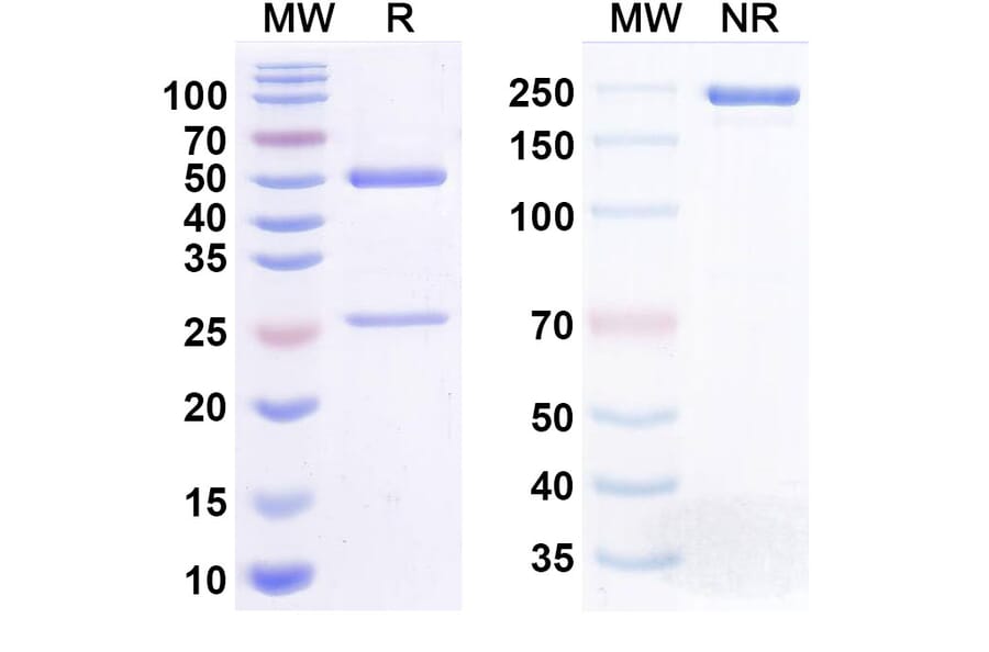 SDS-PAGE - Anti-SARS-CoV-2 Spike Protein RBD Antibody [REGN351] Biosimilar - BSA and Azide free (A340451) - Antibodies.com