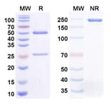 SDS-PAGE - Anti-SARS-CoV-2 Spike Protein RBD Antibody [REGN351] Biosimilar - BSA and Azide free (A340451) - Antibodies.com