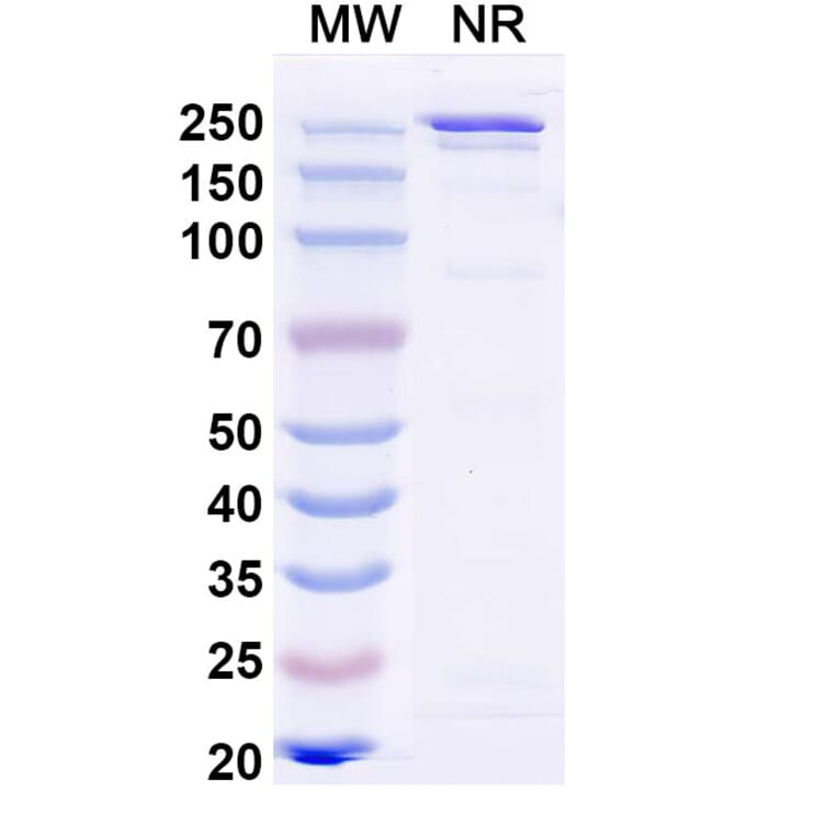 SDS-PAGE - Anti-Hemagglutinin Antibody [MEDI8852] Biosimilar - BSA and Azide free (A340452) - Antibodies.com