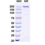 SDS-PAGE - Anti-Hemagglutinin Antibody [MEDI8852] Biosimilar - BSA and Azide free (A340452) - Antibodies.com