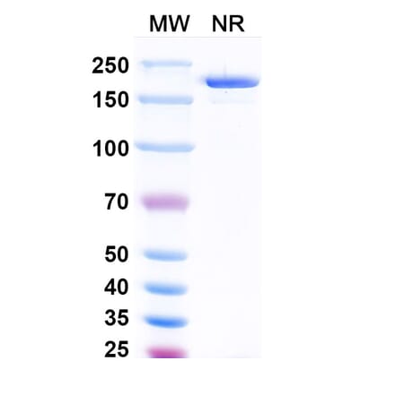 SDS-PAGE - Vopikitug Biosimilar - Anti-CD25 Antibody - BSA and Azide free (A340453) - Antibodies.com