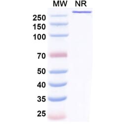SDS-PAGE - Benmelstobart Biosimilar - Anti-PD-L1 Antibody - BSA and Azide free (A340454) - Antibodies.com