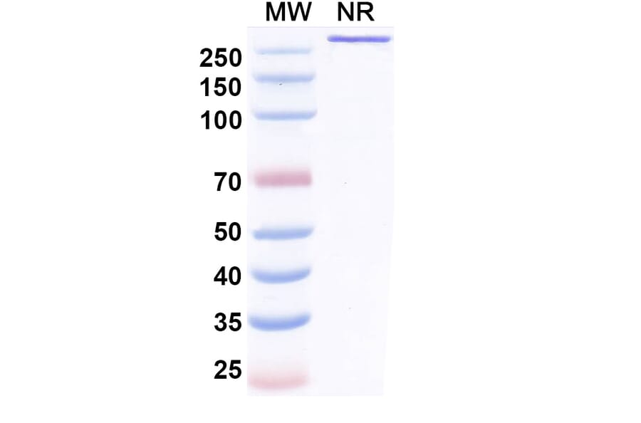 SDS-PAGE - Benmelstobart Biosimilar - Anti-PD-L1 Antibody - BSA and Azide free (A340454) - Antibodies.com