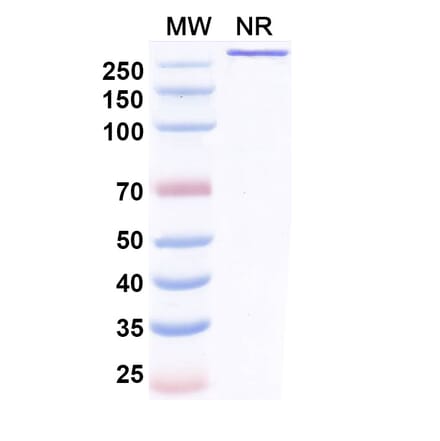 SDS-PAGE - Benmelstobart Biosimilar - Anti-PD-L1 Antibody - BSA and Azide free (A340454) - Antibodies.com