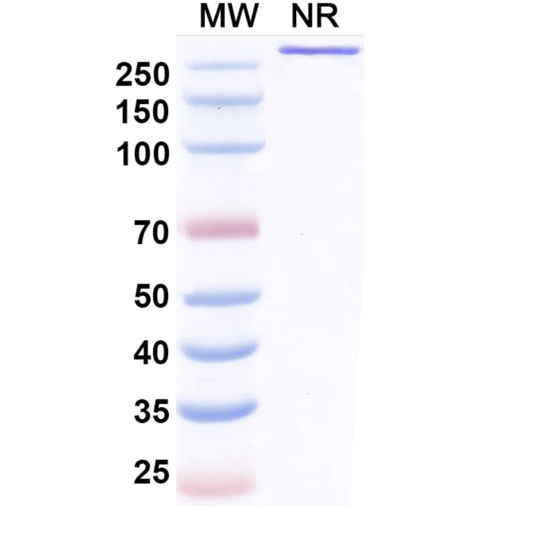 SDS-PAGE - Benmelstobart Biosimilar - Anti-PD-L1 Antibody - BSA and Azide free (A340454) - Antibodies.com