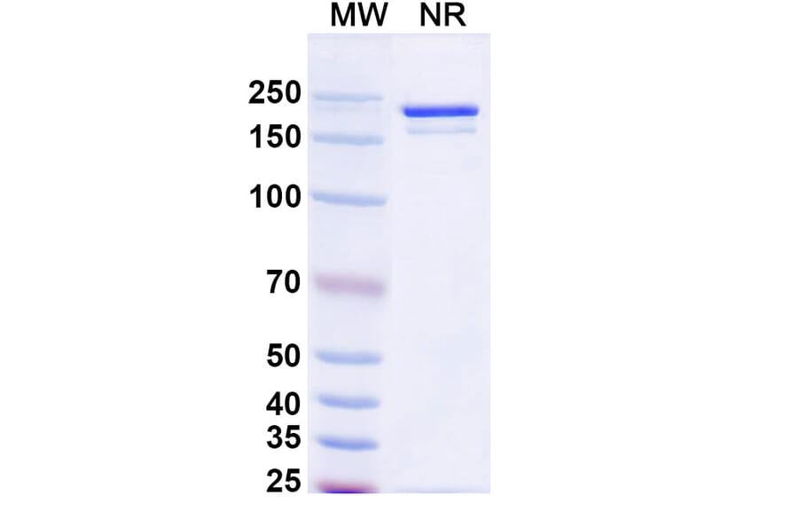 SDS-PAGE - Benmelstobart Biosimilar - Anti-PD-L1 Antibody - BSA and Azide free (A340454) - Antibodies.com
