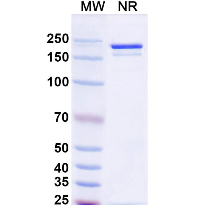SDS-PAGE - Benmelstobart Biosimilar - Anti-PD-L1 Antibody - BSA and Azide free (A340454) - Antibodies.com