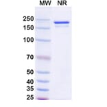 SDS-PAGE - Benmelstobart Biosimilar - Anti-PD-L1 Antibody - BSA and Azide free (A340454) - Antibodies.com