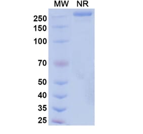 SDS-PAGE - Suvemcitug Biosimilar - Anti-VEGFA Antibody - BSA and Azide free (A340455) - Antibodies.com
