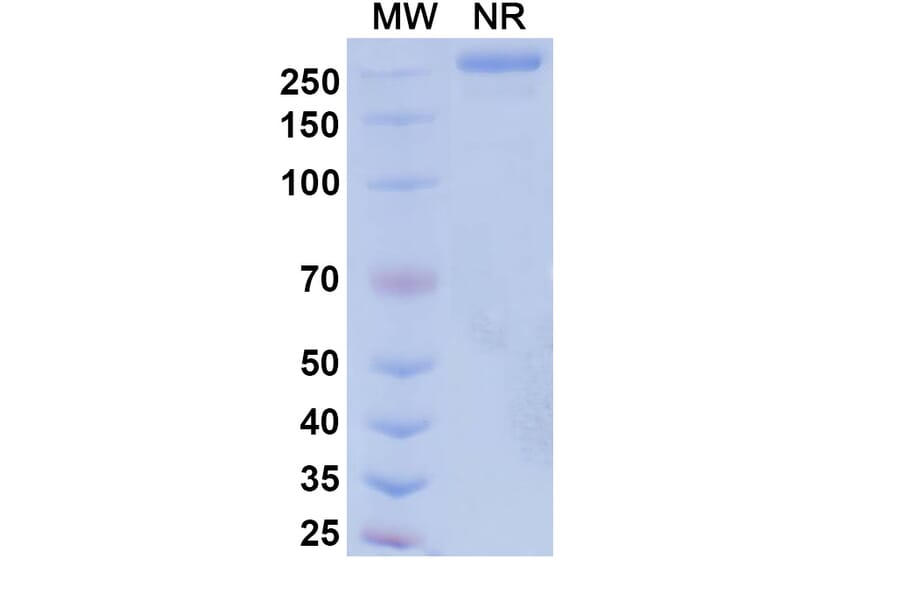 SDS-PAGE - Suvemcitug Biosimilar - Anti-VEGFA Antibody - BSA and Azide free (A340455) - Antibodies.com