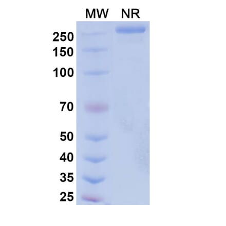 SDS-PAGE - Suvemcitug Biosimilar - Anti-VEGFA Antibody - BSA and Azide free (A340455) - Antibodies.com