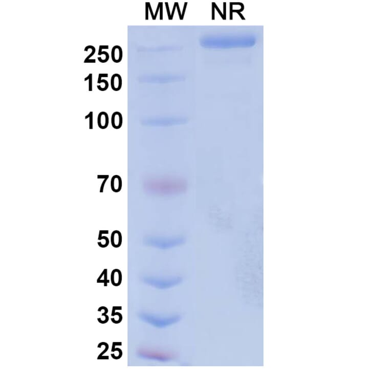 SDS-PAGE - Suvemcitug Biosimilar - Anti-VEGFA Antibody - BSA and Azide free (A340455) - Antibodies.com