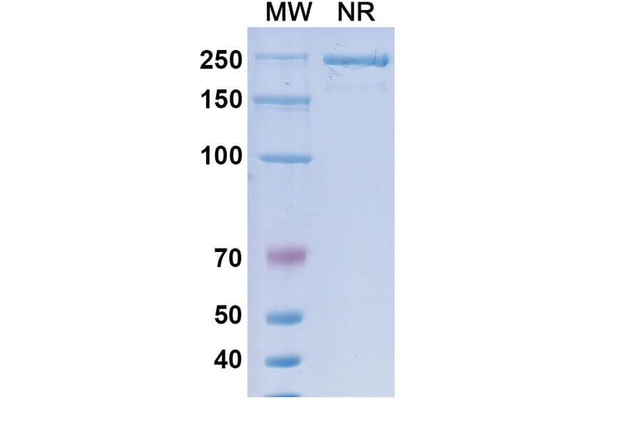 SDS-PAGE - Suvemcitug Biosimilar - Anti-VEGFA Antibody - BSA and Azide free (A340455) - Antibodies.com