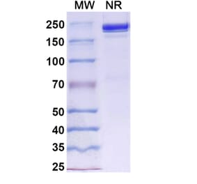 SDS-PAGE - Davutamig Biosimilar - Anti-c-Met Antibody - BSA and Azide free (A340456) - Antibodies.com