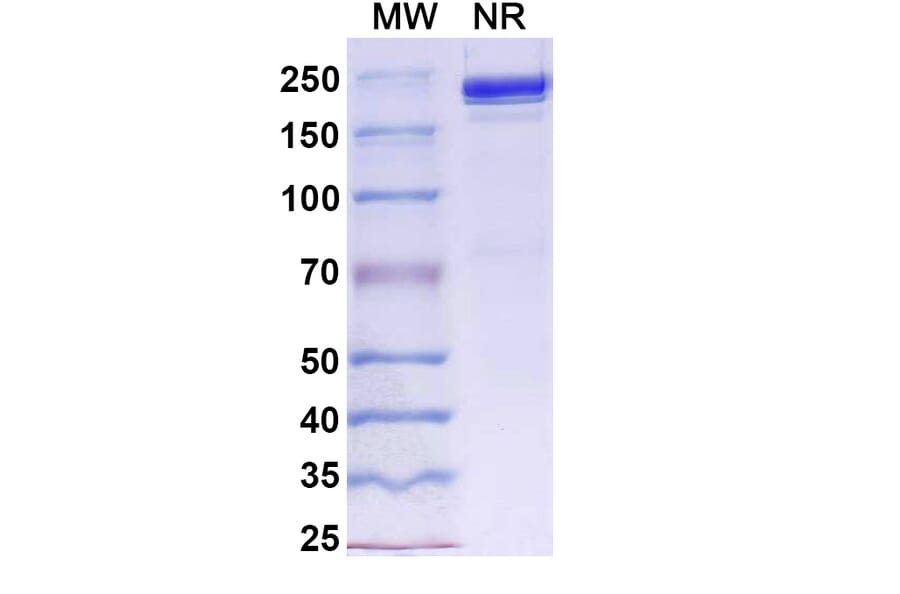 SDS-PAGE - Davutamig Biosimilar - Anti-c-Met Antibody - BSA and Azide free (A340456) - Antibodies.com