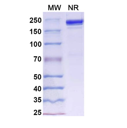 SDS-PAGE - Davutamig Biosimilar - Anti-c-Met Antibody - BSA and Azide free (A340456) - Antibodies.com