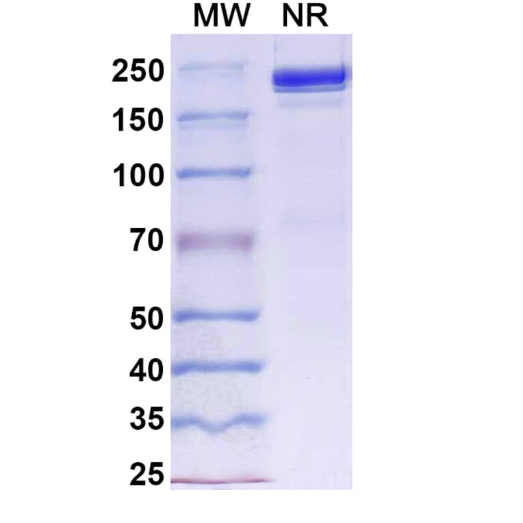 SDS-PAGE - Davutamig Biosimilar - Anti-c-Met Antibody - BSA and Azide free (A340456) - Antibodies.com
