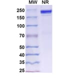 SDS-PAGE - Davutamig Biosimilar - Anti-c-Met Antibody - BSA and Azide free (A340456) - Antibodies.com