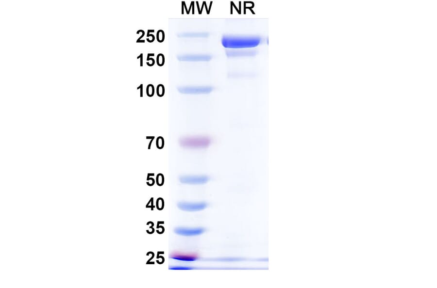 SDS-PAGE - Davutamig Biosimilar - Anti-c-Met Antibody - BSA and Azide free (A340456) - Antibodies.com