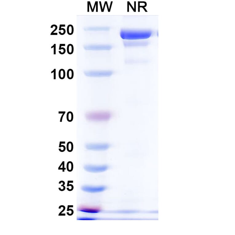SDS-PAGE - Davutamig Biosimilar - Anti-c-Met Antibody - BSA and Azide free (A340456) - Antibodies.com