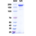 SDS-PAGE - Davutamig Biosimilar - Anti-c-Met Antibody - BSA and Azide free (A340456) - Antibodies.com
