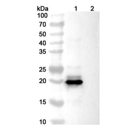 SDS-PAGE - Dazukibart Biosimilar - Anti-IFN beta Antibody - BSA and Azide free (A340457) - Antibodies.com